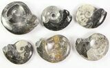 Lot: - Polished Goniatite Fossils - Pieces #77274-1